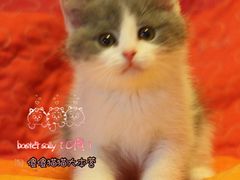 -Bastet sally猫舍购宠(静安店)