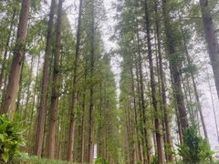 -黄海国家森林公园