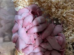 -酷以爬仙阁实体爬宠店·守宫·蜥蜴·专业繁育