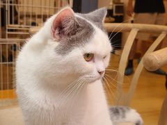 -猫咪派对(江南西店)