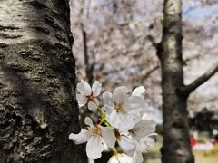 -径山花海