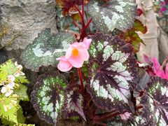-北京植物园-展览温室