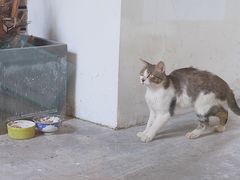 -猫里有甜