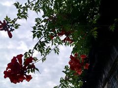 -老门东历史文化街区