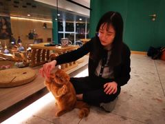 -飞行喵MR PILOT|猫舍·猫咖(静安大融城店)