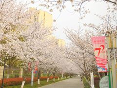 -高东镇樱花园