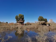 -金塔沙漠胡杨林景区
