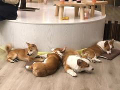 -浣熊柯尔鸭土拨鼠·电玩咖