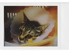 -纳吉亚猫专科动物医院博雅分院