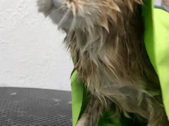 -派多格宠物·购宠(靛厂路店)