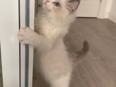 -Bastet sally猫舍购宠(静安店)