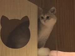 -东方名猫馆·英短金渐层布偶猫舍(环线广场1号楼店)