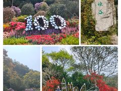 -梧桐山风景名胜区