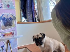 -喜柴咖啡·柴犬狗咖