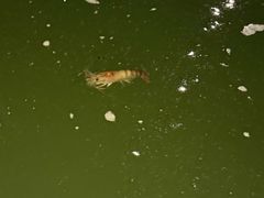-DGE季风钓虾营地·团建·聚会