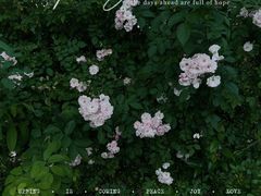 -大塘金香草谷