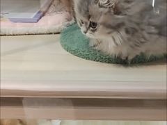 -momokira米努特·德文卷毛猫·棉花面纱犬