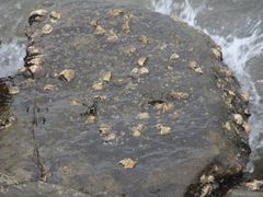 -东姑阿都拉曼海洋公园
