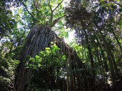 -热带雨林自然公园