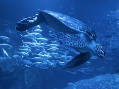 -太平洋海底世界