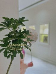 -UP&UP·半永久眉毛眼线机器野生眉