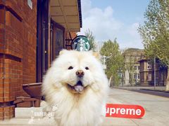 -超宠爱宠物摄影-Super pet