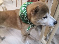 -柴迷FANS CLUB·柴犬狗咖·猫咖