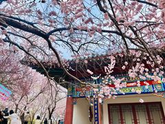 -桃花堤公园