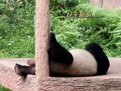 -中国大熊猫保护研究中心雅安碧峰峡基地