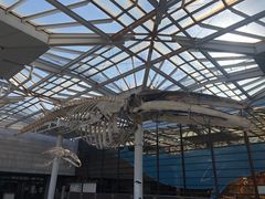 -大阪市立自然史博物馆