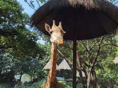 -广州长隆野生动物世界