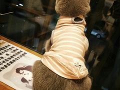 -有猫儿腻咖啡厅.猫咖