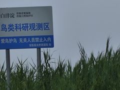 -白洋淀景区