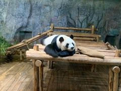 -深圳野生动物园