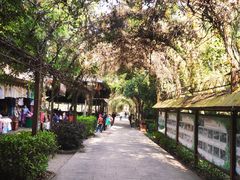 -西双版纳原始森林公园