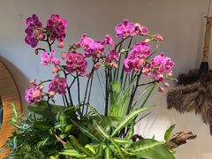 -自由生长植物工作室(深港花卉中心店)