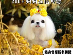 -萌宠之家·腊肠犬·马尔泰·小体犬舍