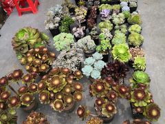 -桂林市花鸟市场