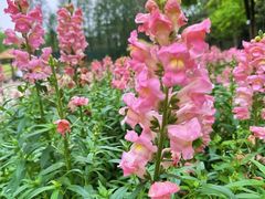 -长沙园林生态园