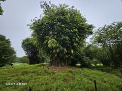 -新加坡植物园