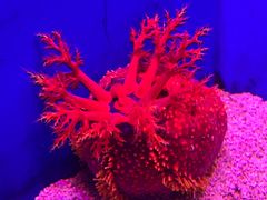 -上海海洋水族馆