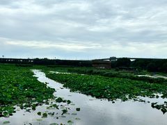 -荷塘月色湿地公园·向阳花洲