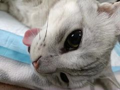 -芭比堂动物医院·犬猫全科·异宠专科(雁塔分院)