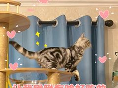-猫大福·Fortune Cat猫舍(百子湾店)