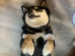 -柴迷FANS CLUB·柴犬狗咖·猫咖