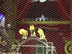 -珠海横琴长隆《卡卡虎奇遇记》