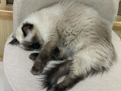 -猫和宫(六道口店)
