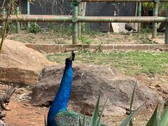 -昆明动物园