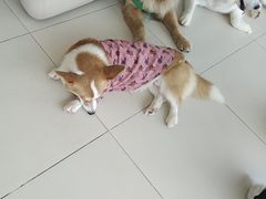 -怪兽屋·羊驼·猫咖·狗咖(俊华广场店)