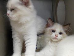 -瑞派·关忠动物医院·异宠专科·犬猫肿瘤·皮肤专科(望京店)